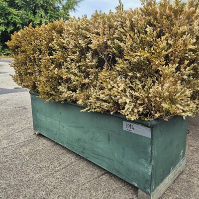 Lot 1094 - A zinc planter with Box hedge.