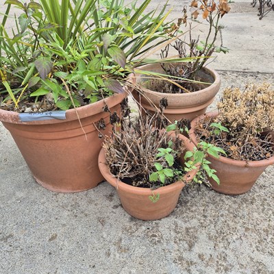 Lot 1100 - Three terracotta garden urns & one other