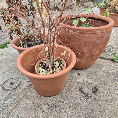 Lot 1101 - Three terracotta garden urns