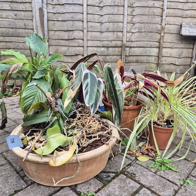Lot 1104 - Various shrubbery in small planters.