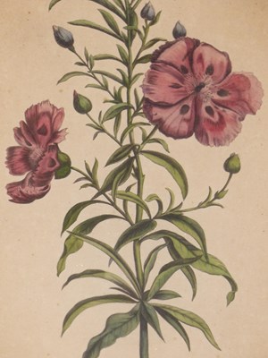 Lot 1173 - A pair of early hand-coloured botanical prints,...