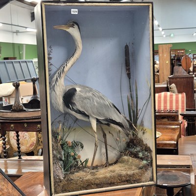 Lot 1029 - A taxidermied Heron, in a naturalistic setting...
