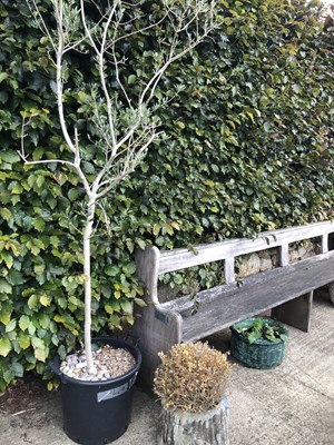 Lot 1124 - An olive tree and a small log form planter.