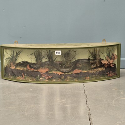Lot 665 - A taxidermy snake preserved by Natural Craft...