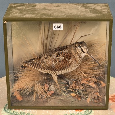Lot 666 - A taxidermy woodcock preserved by Narural...