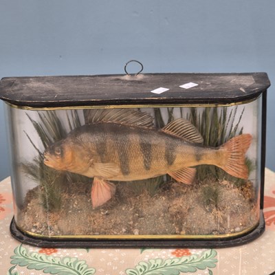 Lot 667 - A taxidermy rudd and a perch, each caught in...