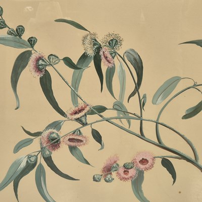 Lot 1793 - Peter Stebbing (1914-1991) ARR. Flower study....
