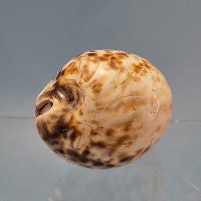 Lot 1237 - A George III, 18th-century rare cowrie shell...