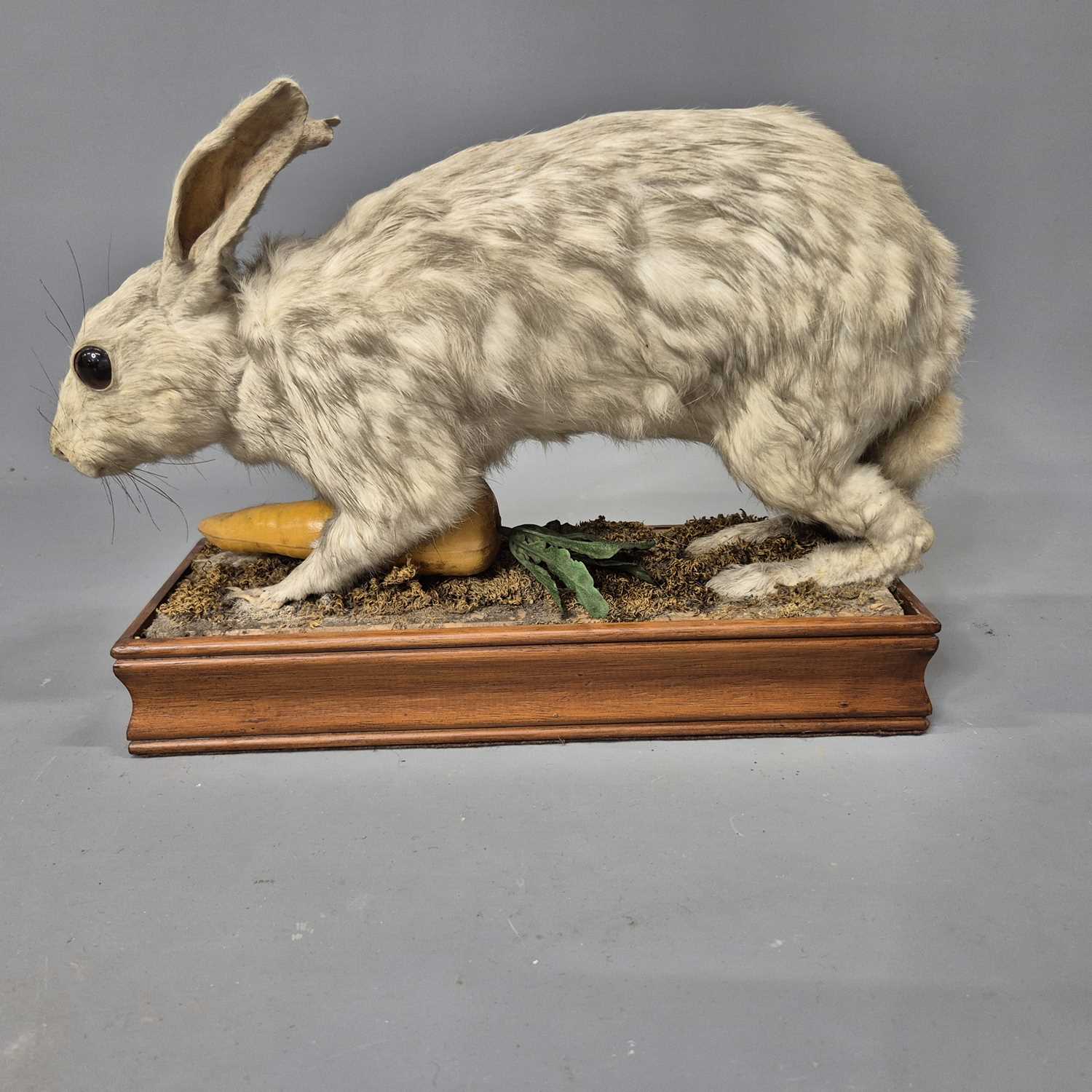 Lot 1037 - A vintage taxidermy white rabbit. mounted