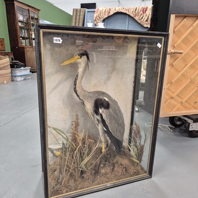 Lot 1129a - An antique taxidermy heron.