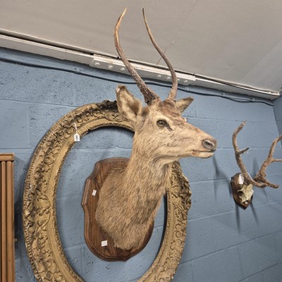 Lot 1129B - A taxidermy stags head mounted on an oak...