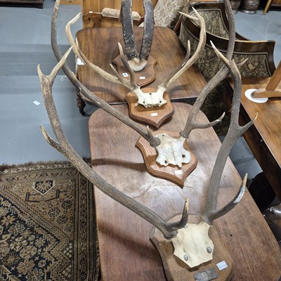 Lot 891 - Three mounted stag antlers and a set of...