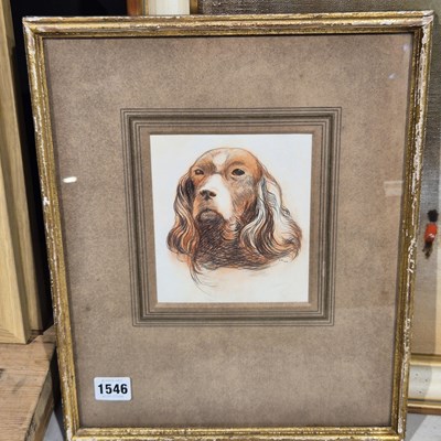 Lot 1546 - Study of a spaniel. pastel and charcoal....