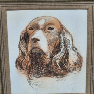 Lot 1546 - Study of a spaniel. pastel and charcoal....