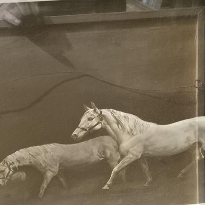 Lot 1628 - Print of White Stallions signed by the artist...