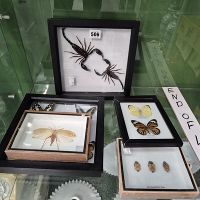 Lot 506 - Six frames of taxidermy insects, butterflies...