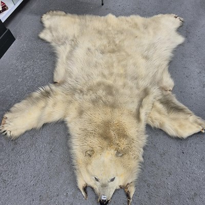 Lot 1305 - A polar bear skin