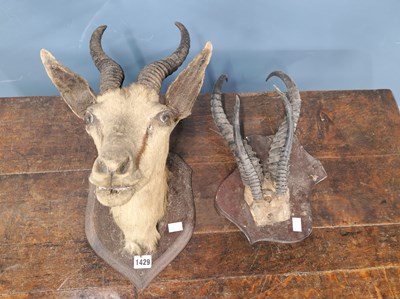 Lot 1429 - A late Victorian oak shield backed head of an...