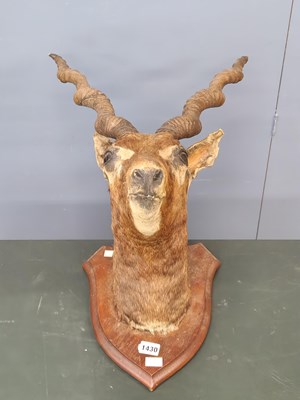 Lot 1430 - An oak shield backed head of an African...