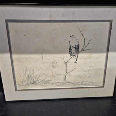 Lot 443 - A pencil study of a bald eagle
