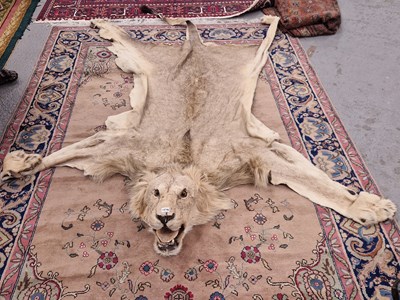 Lot 1216 - An antique lion's skin preserved with its...