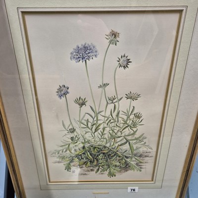 Lot 76 - A finely detailed water study of wild flowers,...