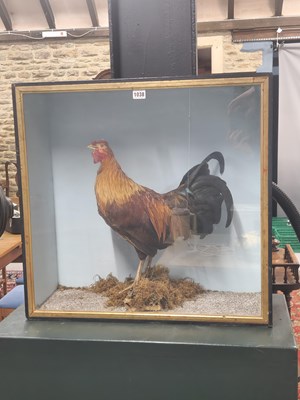Lot 1038 - A taxidermy cockerel in a glazed rectangular...