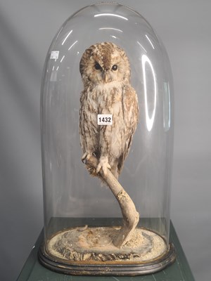 Lot 1432 - A taxidermy owl perched on a branch under a...