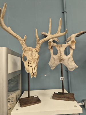 Lot 818 - A mounted stag skull and antler, and a mounted...