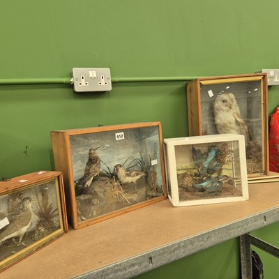 Lot 512 - Four glazed cases of taxidermy birds