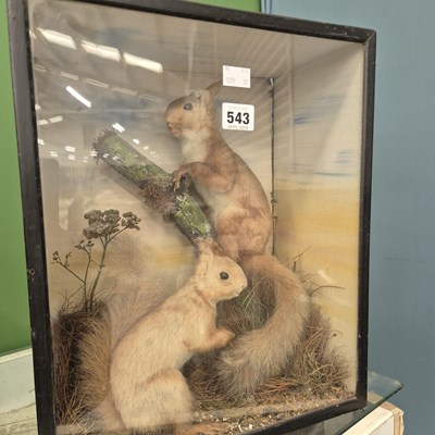 Lot 543 - A glazed case of two taxidermy red squirrels