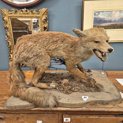 Lot 22 - A taxidermied fox