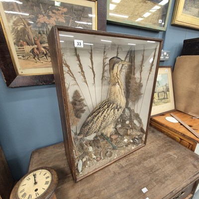 Lot 33 - A taxidermied bittern in a naturalistic...