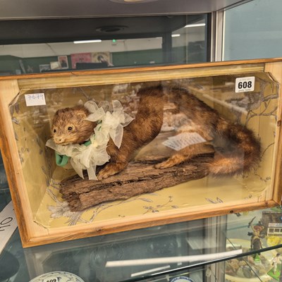 Lot 608 - A taxidermy ferret in a glazed case, bows...