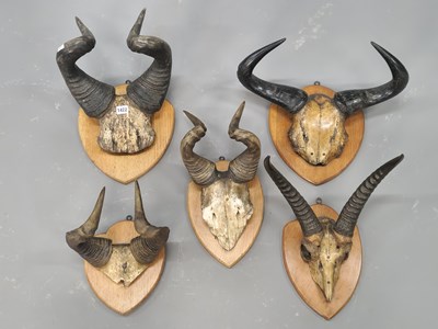 Lot 1422 - Five pairs of early 20th-century African horns...
