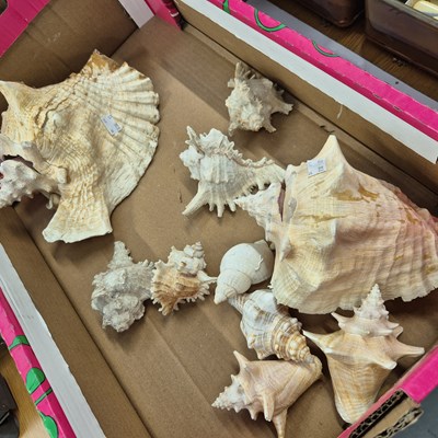 Lot 936 - A box of various large sea shells