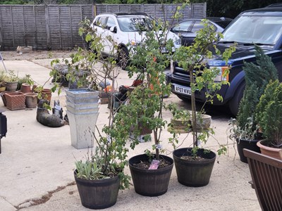 Lot 469 - Three established trees in moulded plastic...