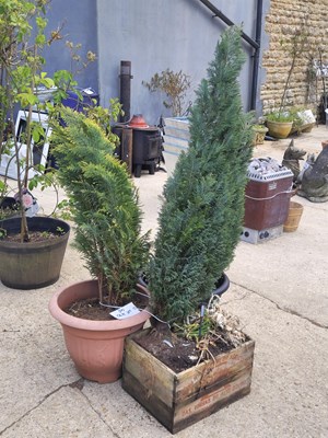 Lot 470 - Three established evergreens planted in a...