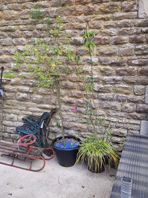 Lot 477 - Two established trees planted in matching pots