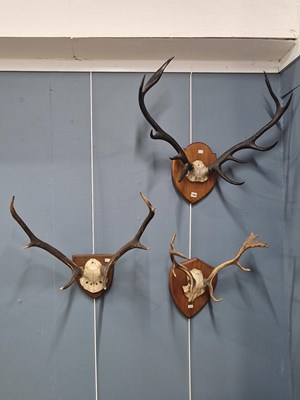 Lot 1364 - Three pairs of antlers mounted on wooden shields