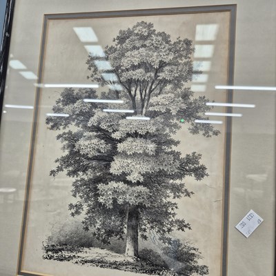 Lot 42 - A pencil study of a sycamore tree, a small...